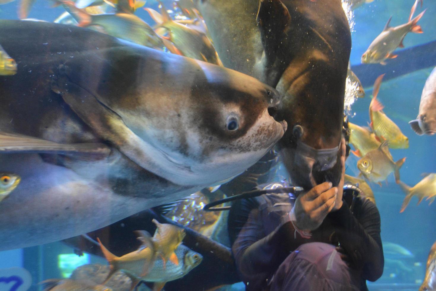 duiker die vissen voedt, voedershow in het bueng chawak-aquarium. foto