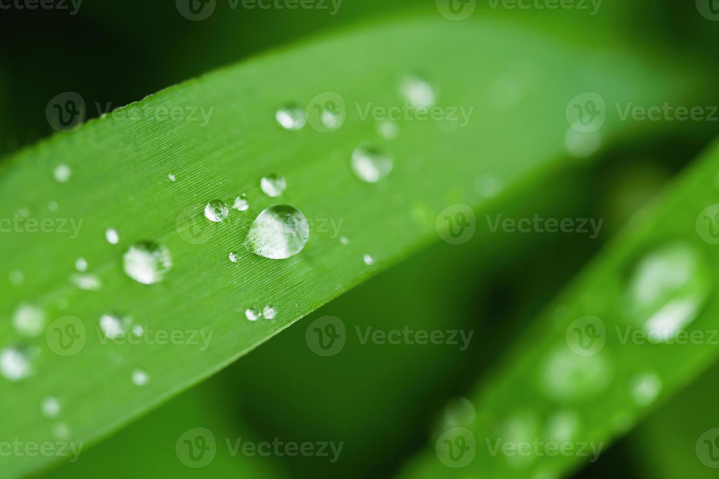 waterdruppel op bladgras foto