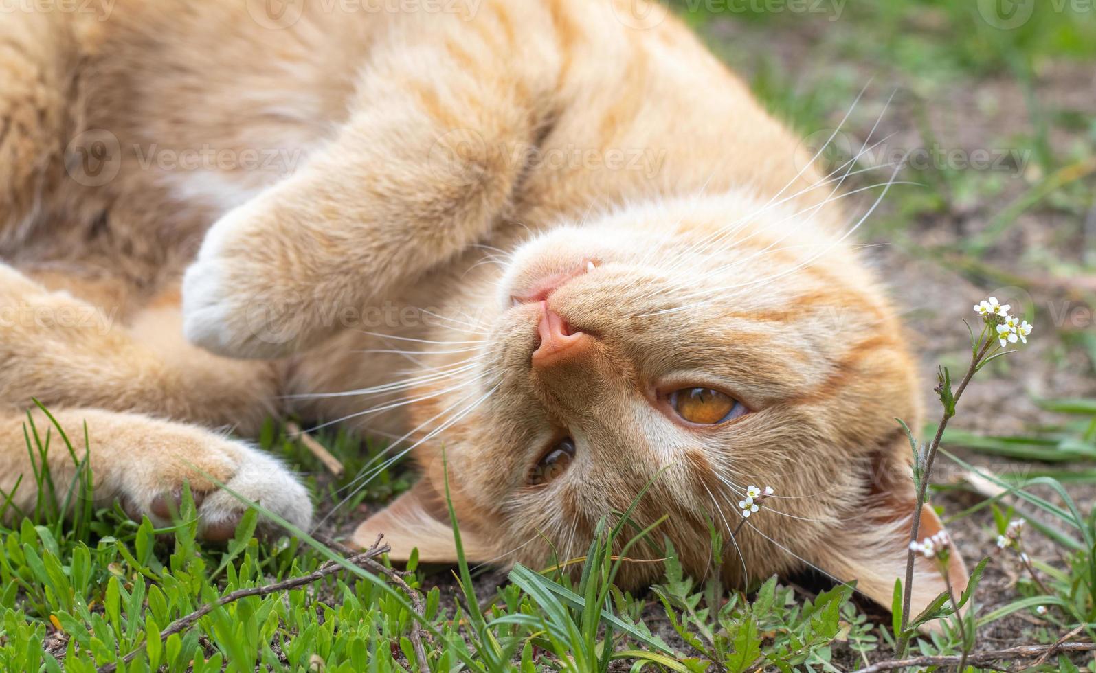 close-up van een rode huiskat die vredig op de grond rust op een warme zomerdag. grappige oranje Cyperse kat koestert zich in de zon. een schattig huisdier ligt op zijn rug onder de lentezon op het groene gras. foto