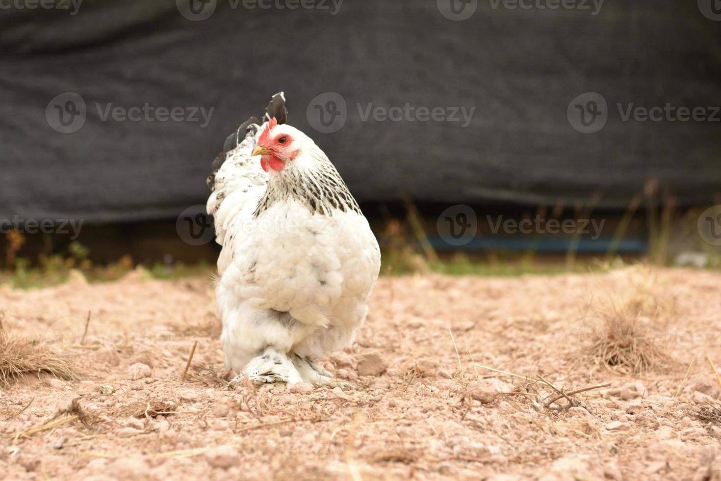 gigantische kippenbrahma die op de grond staat op de boerderij foto