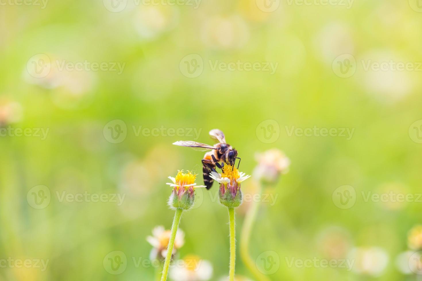 een bij zat op de mooie bloem foto