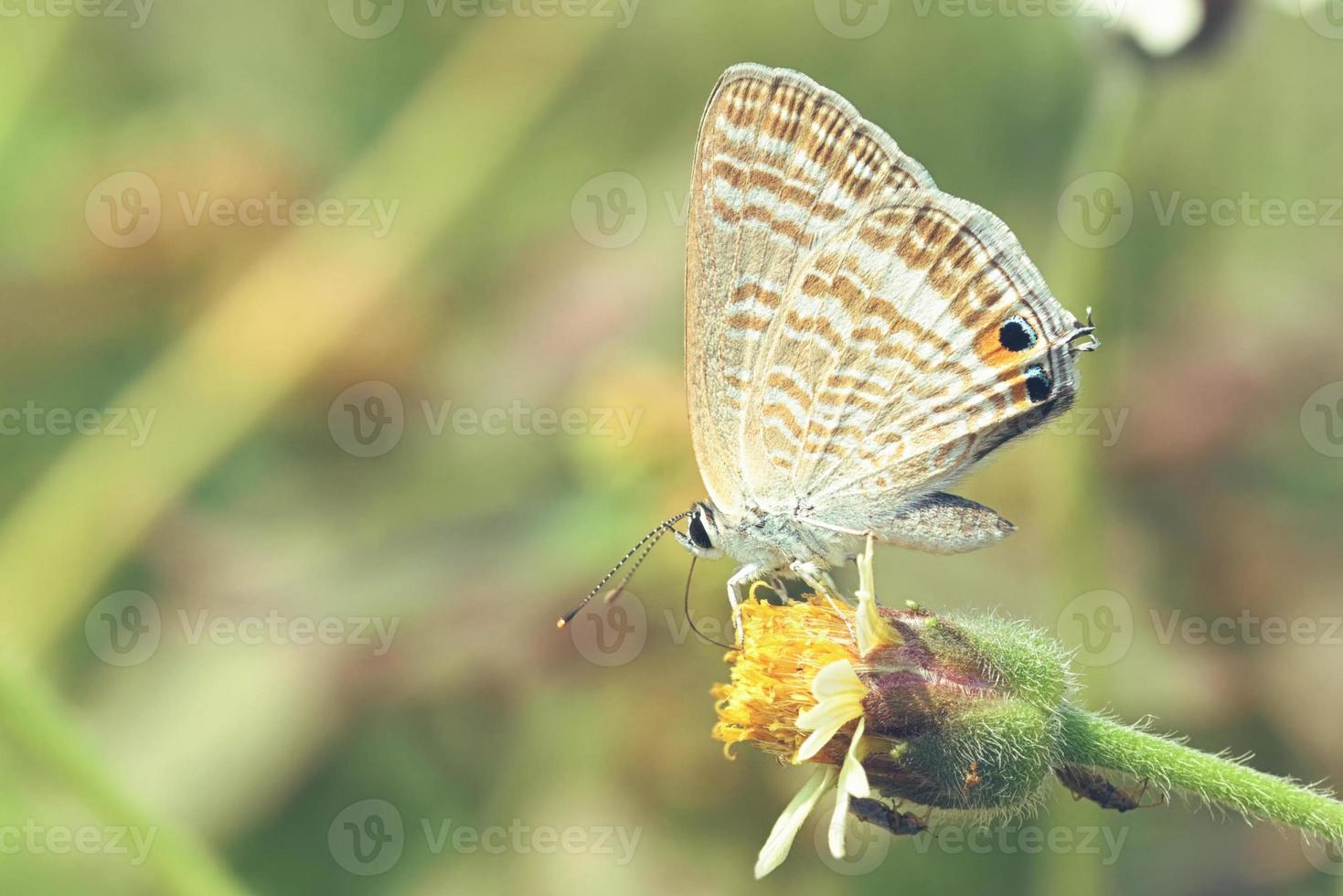 een vlinder neergestreken op de prachtige bloem foto