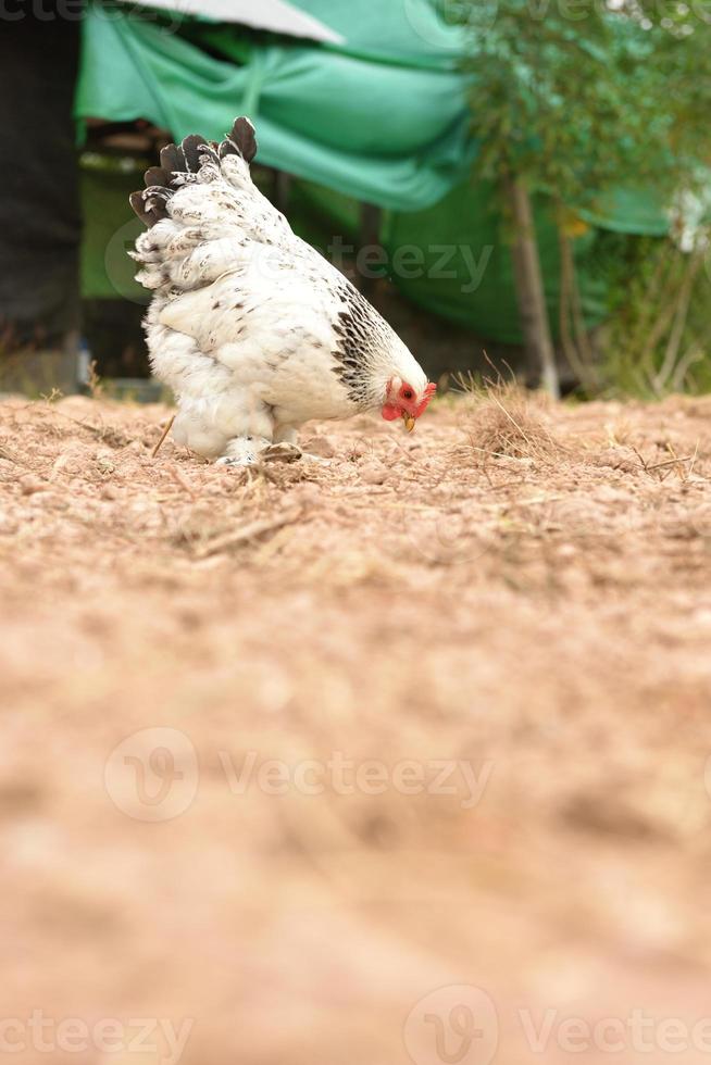 gigantische kippenbrahma die op de grond staat op de boerderij foto