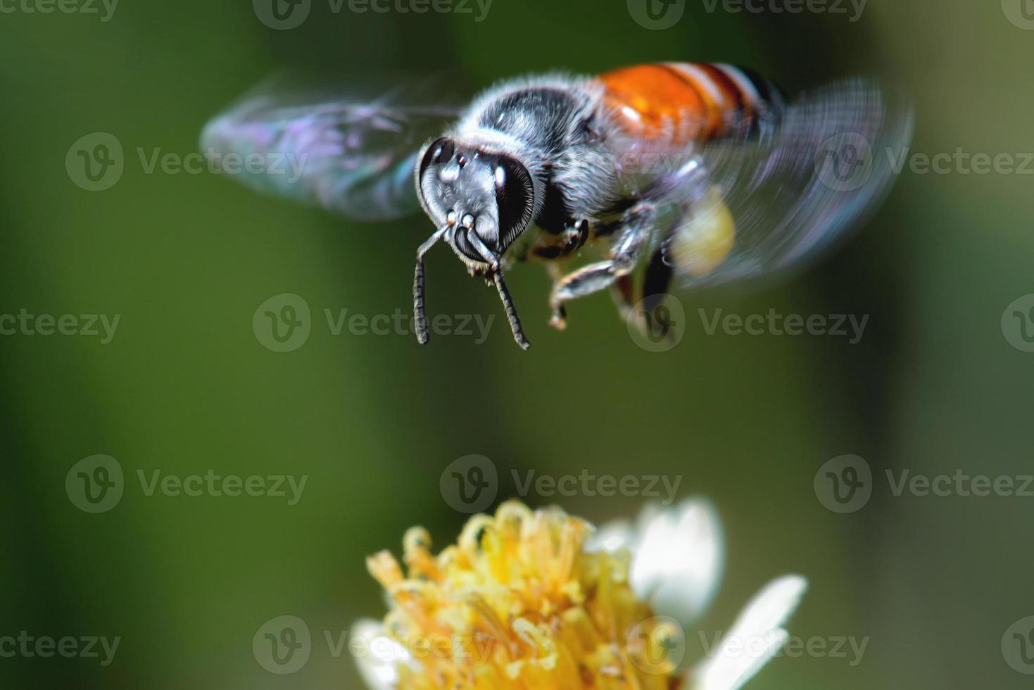 een bij die naar de mooie bloem vliegt foto