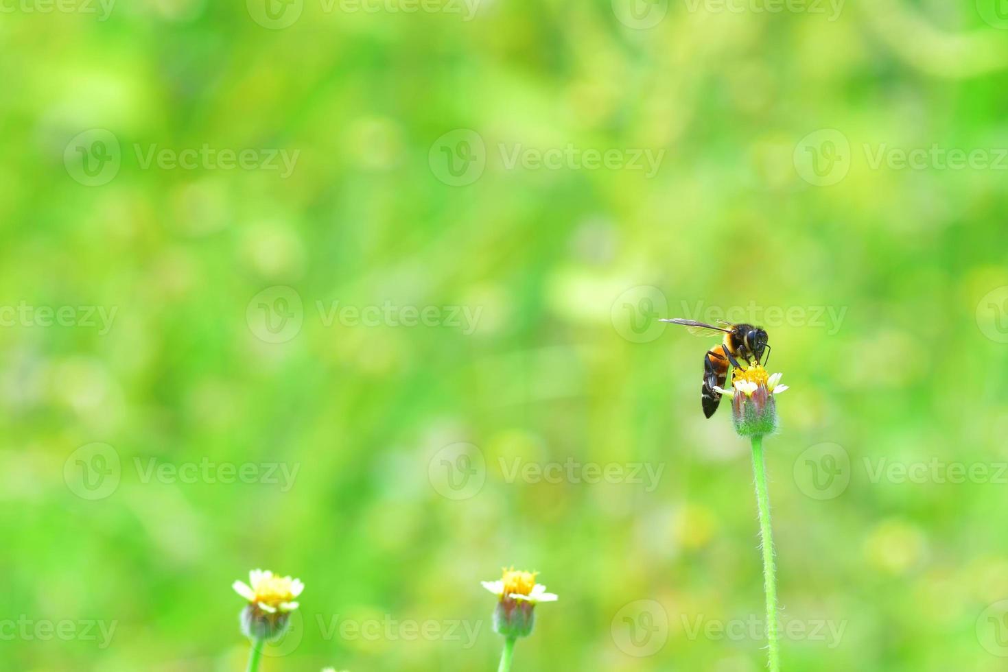 een bij zat op de mooie bloem foto