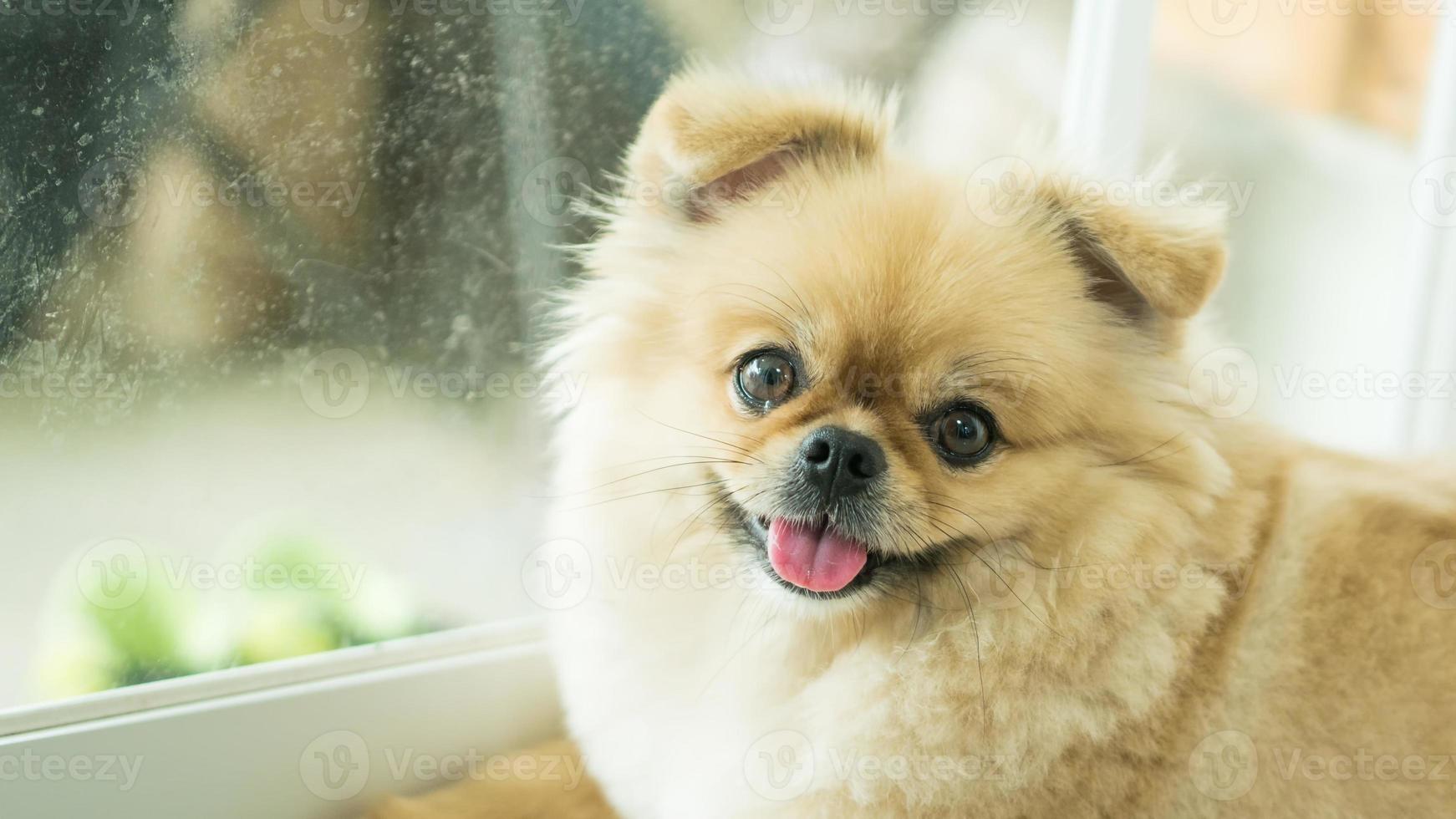 schattige puppy Pommeren gemengd ras pekingese hond met geluk foto