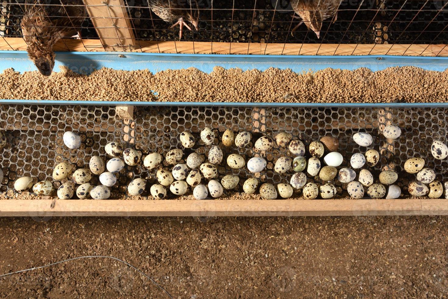 kwartels en eieren in een kooi op een boerderij foto