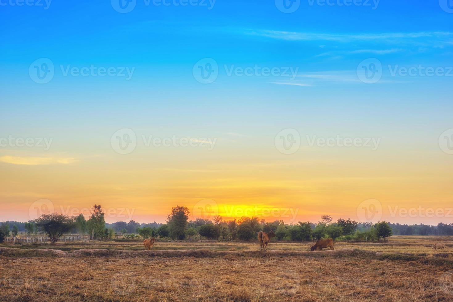 de koeien eten gras voor hun plezier in de velden bij zonsopgang en de prachtige lucht. foto