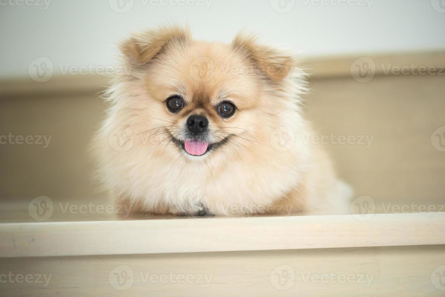 schattige puppy Pommeren gemengd ras pekingese hond zit met geluk foto