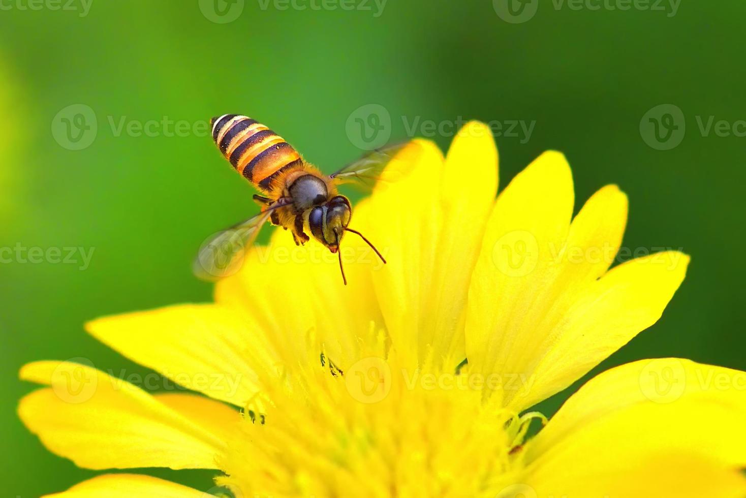 een bij die naar de mooie bloem vliegt foto