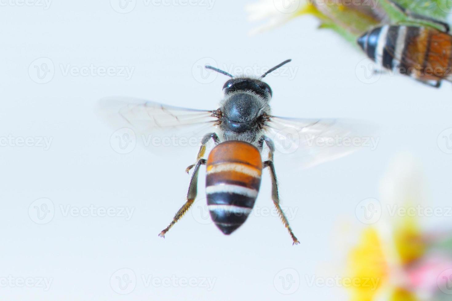 een bij die op een witte achtergrond vliegt foto