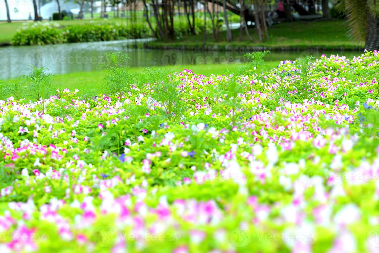 mooie lentebloemen in de achtergrond van de tuinaard foto