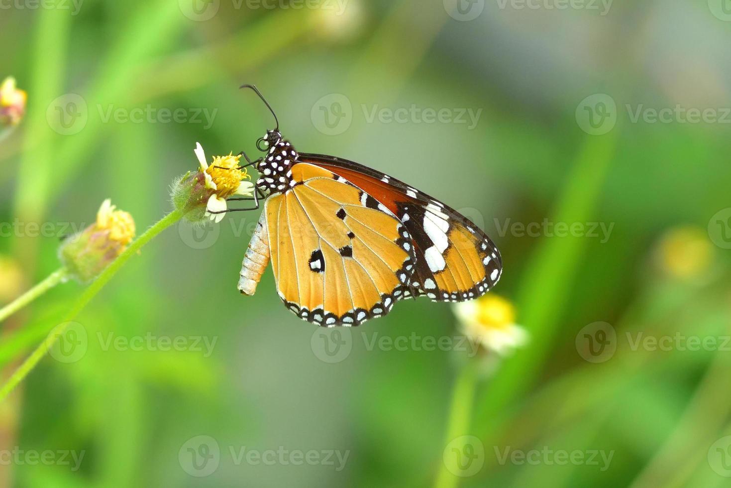 een vlinder neergestreken op de prachtige bloem foto