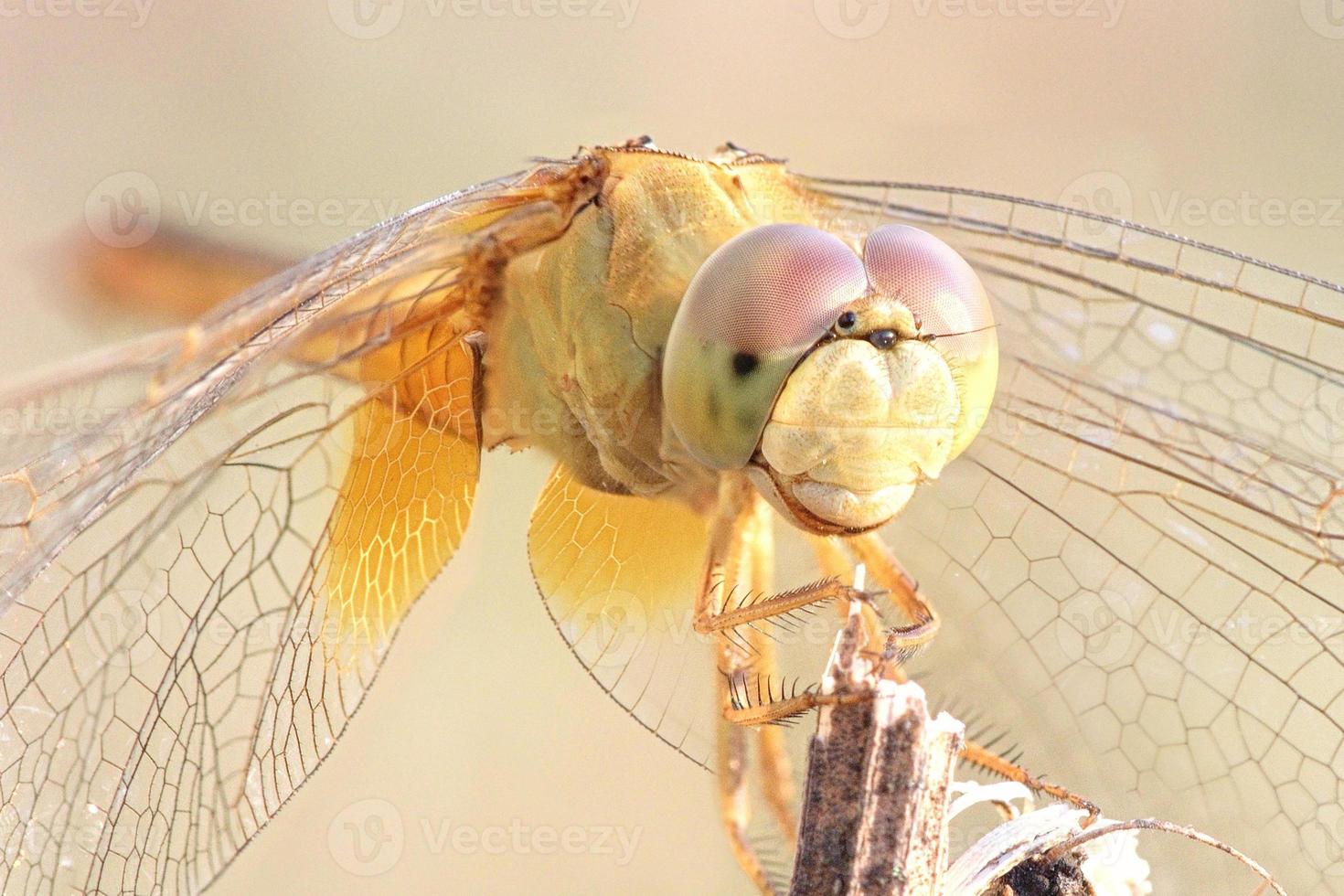 close-up van een libel op een tak foto