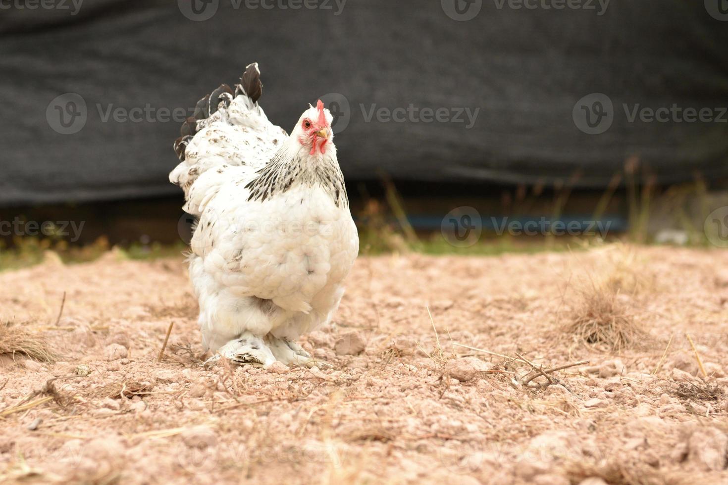 gigantische kippenbrahma die op de grond staat op de boerderij foto