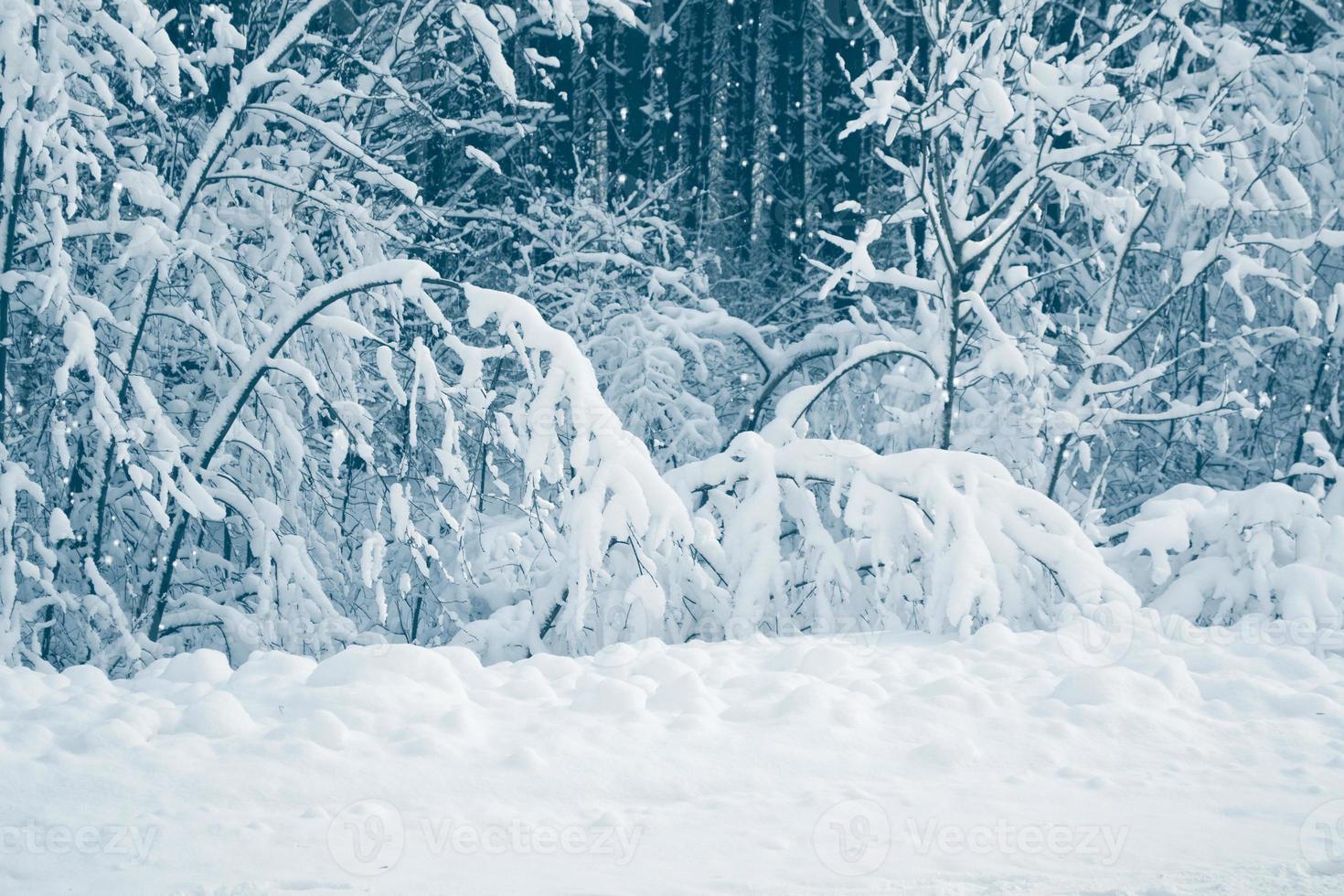 bevroren winterbos met besneeuwde bomen. foto