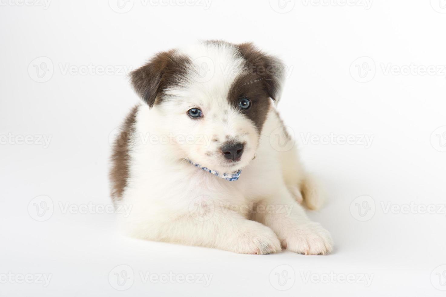 schattige puppy portret foto