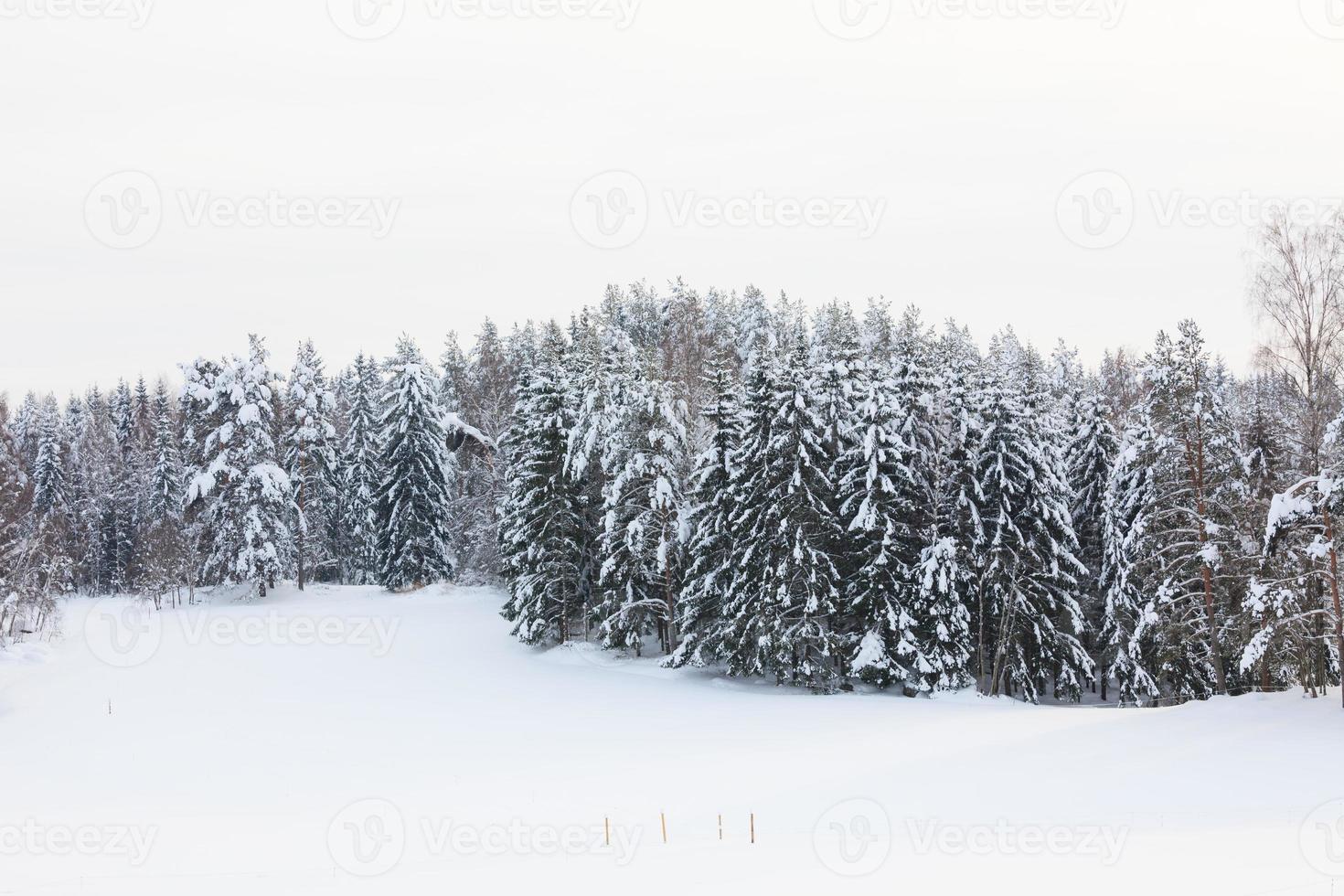 sneeuw bedekt bos en veld foto