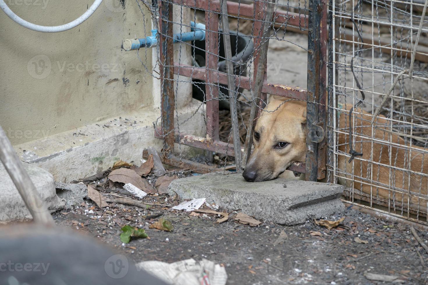 droevige bruine thaise hond die de ongelukkige uit zijn oog laat zien. het is in de oude kooi. foto