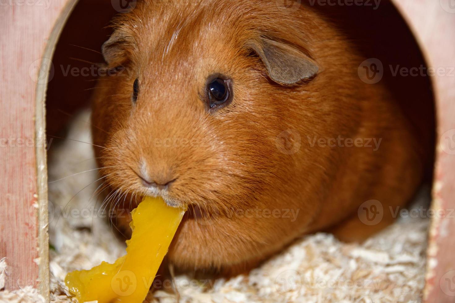 close-up shot van een bruine cavia die in zijn houten huis eet foto