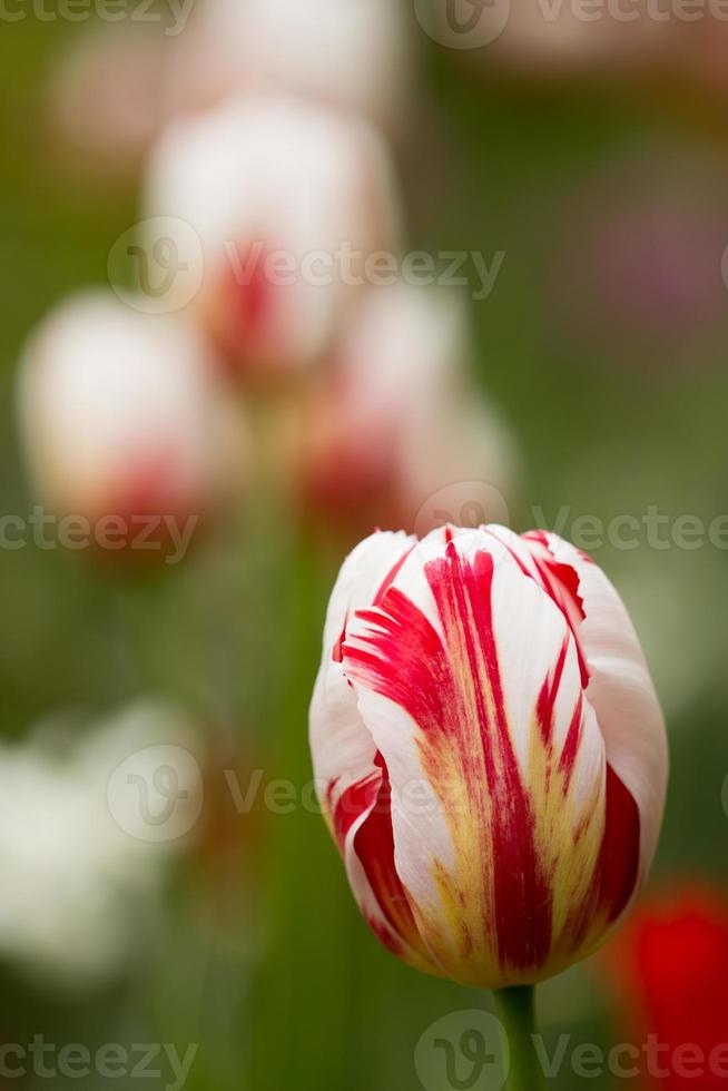 rood witte tulpen foto