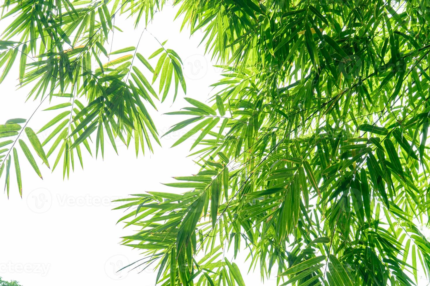 Aziatisch eenvoudig bamboeblad in de tuin met kopieerruimte voor het invoegen van tekst of citaat op de achtergrond. foto