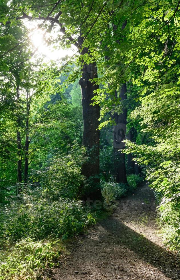 bospad in de zomer foto