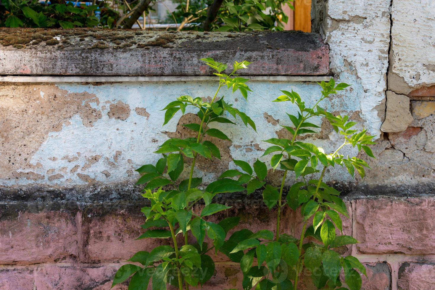 groene bladeren voor een huismuur foto