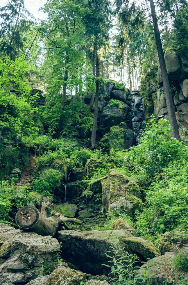 wilde natuur in het bos foto