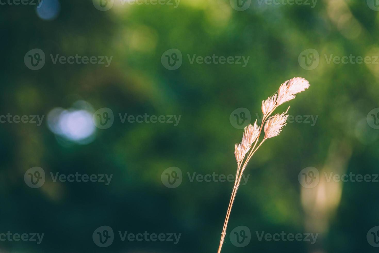 een grasspriet in selectieve focus foto