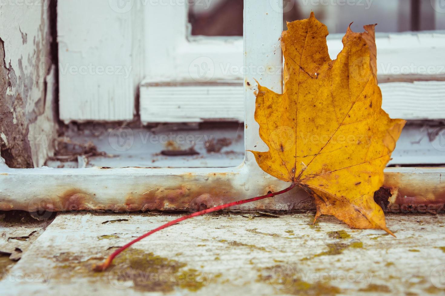 esdoornblad in de herfst foto