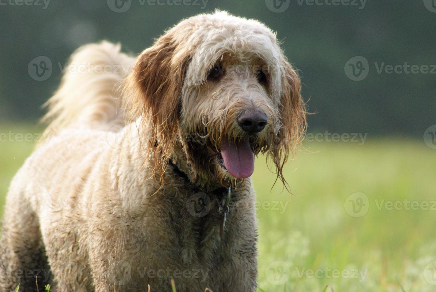 goldendoodle hond genieten van een wandeling foto