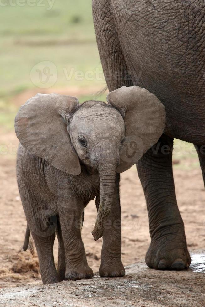 Afrikaanse olifant baby foto