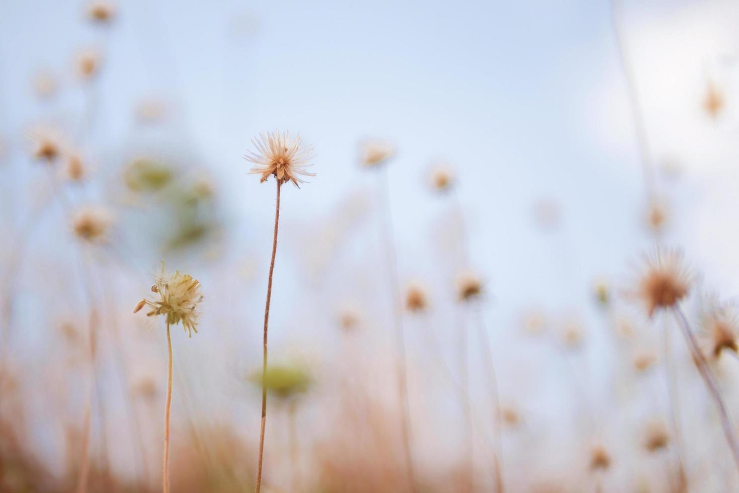 droge met gras begroeide bloemen op onscherpe achtergrond en zacht zonlicht in de lucht foto