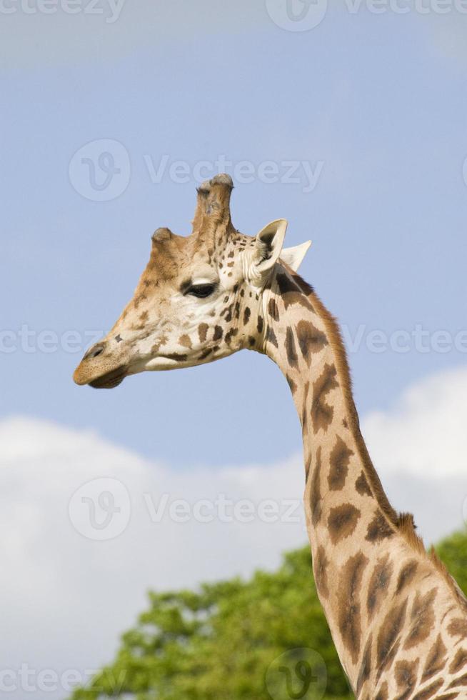giraffe portret foto