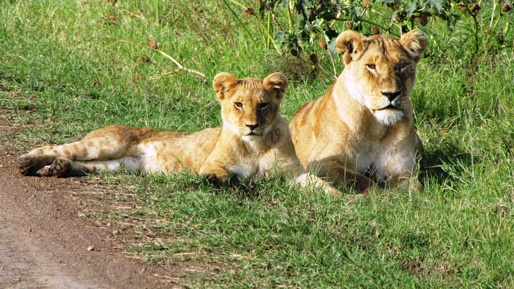 leeuwenwelpen in masai mara foto