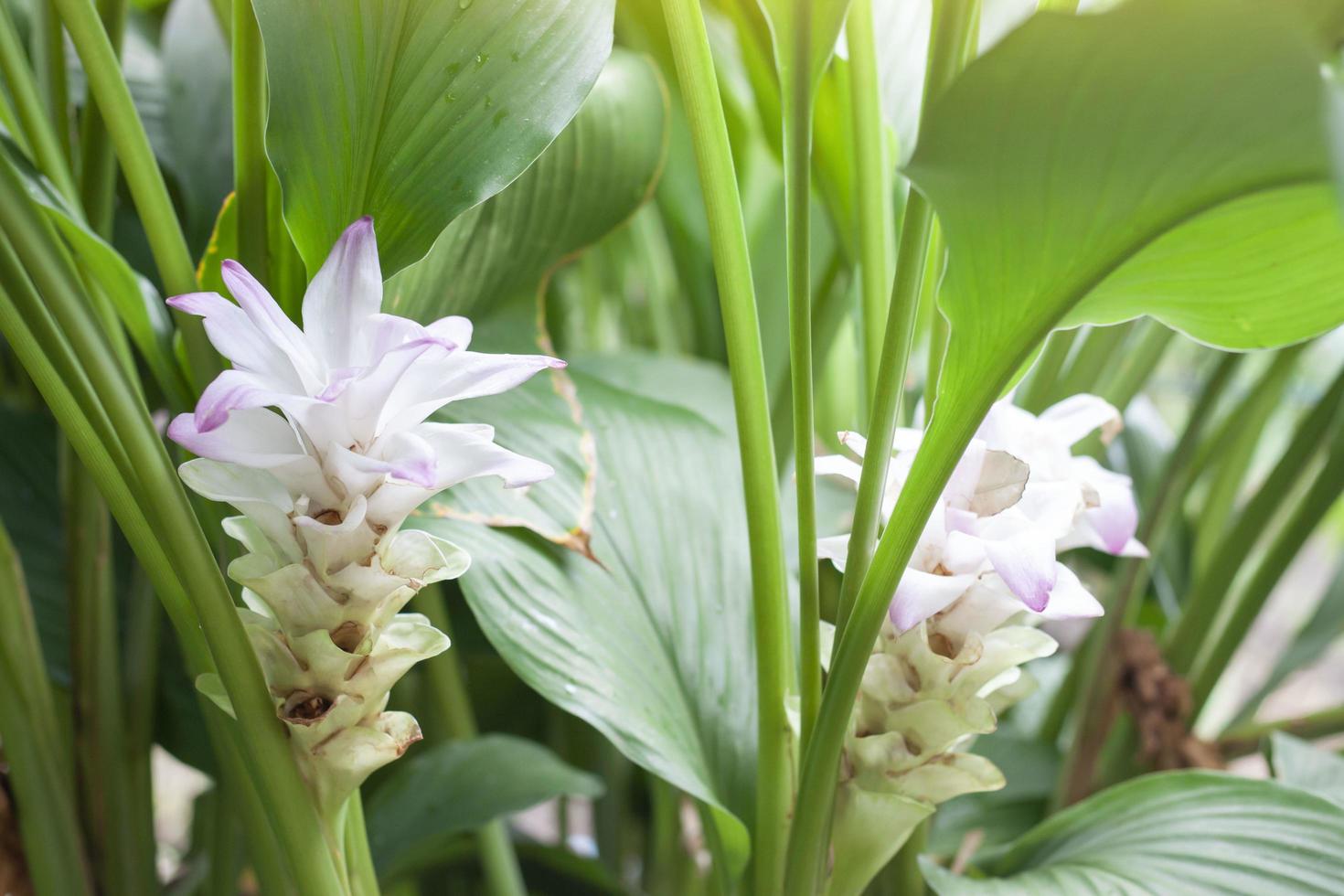 bloem van witte kurkuma of curcuma mangga valeton zijp bloei in de tuin is een thais kruid. foto