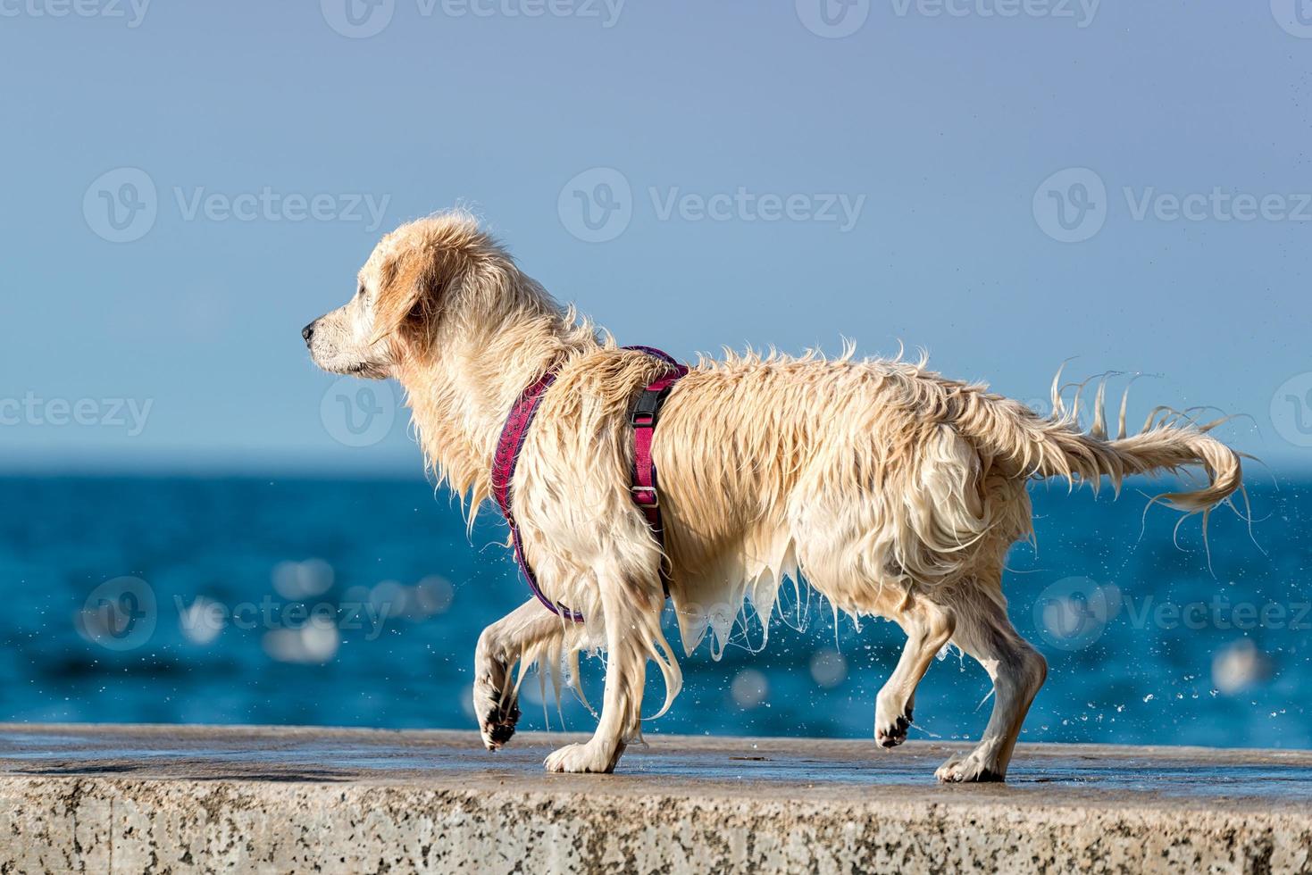 golden retriever hond genieten van de zomer foto