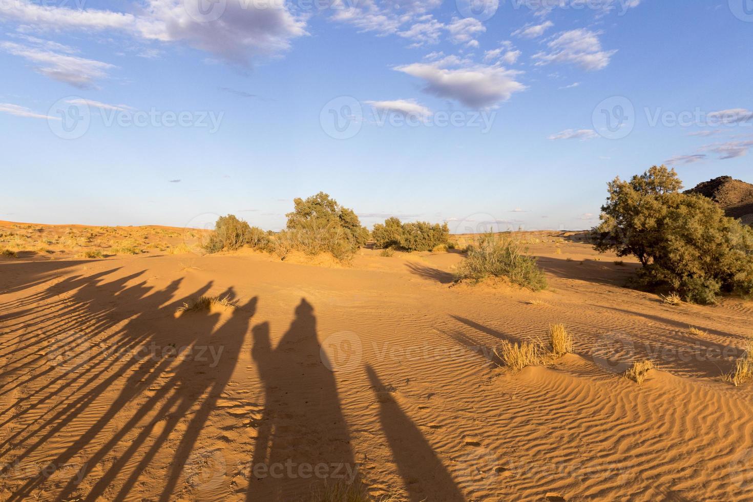 kameel silhouetten foto