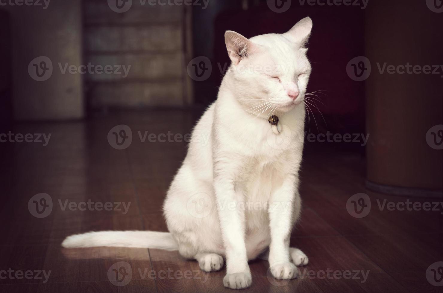 witte kat in slaap staan, verwerken retro vintage stijl foto
