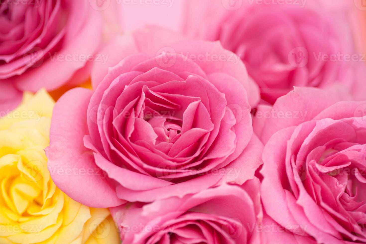 bloem van roze rozen foto