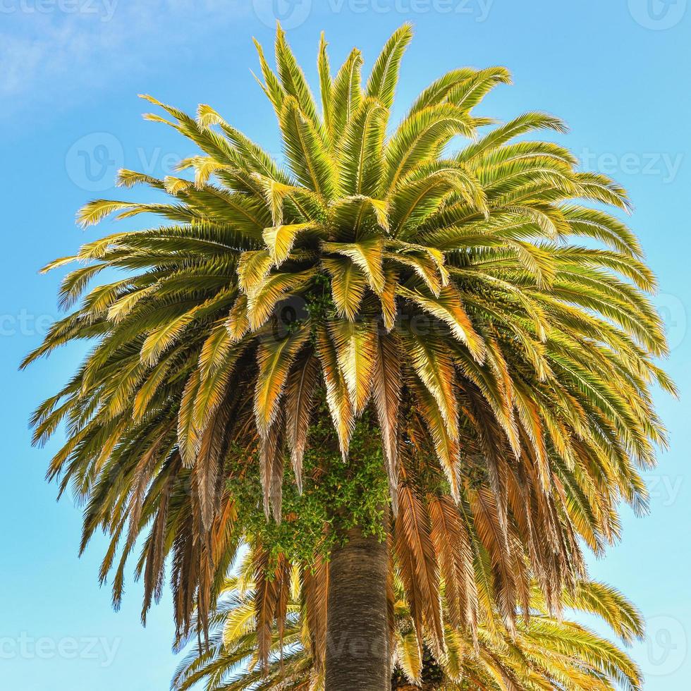 Canarische dadelpalmboom - Embarcadero, San Francisco, ca. foto