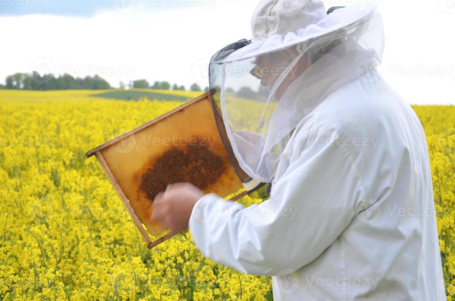 ervaren senior apiarist werkzaam in het bloeiende koolzaadveld foto