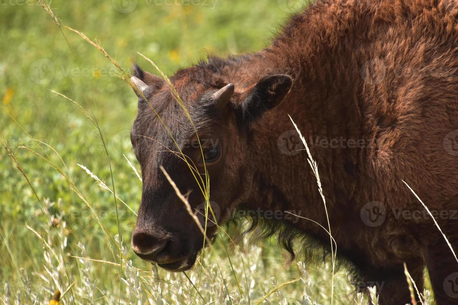 bizonkalf tuurt door grassprieten foto