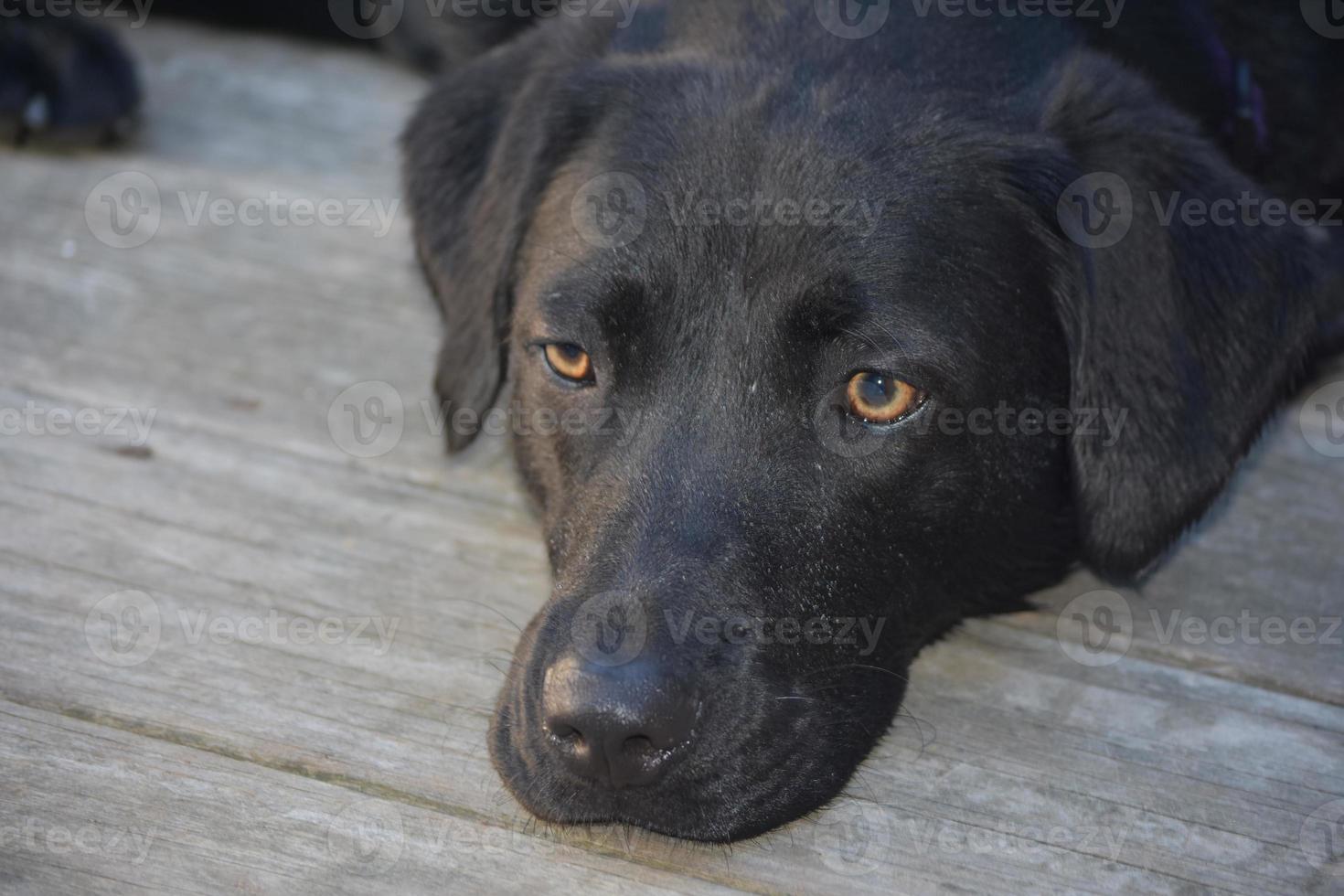 karmelkleurige ogen op het gezicht van een zwarte labhond foto