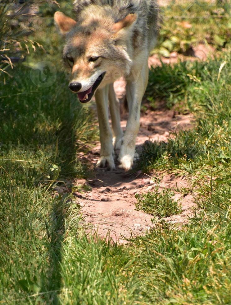 sluipende coyote hijgend in de hitte van de zomer foto