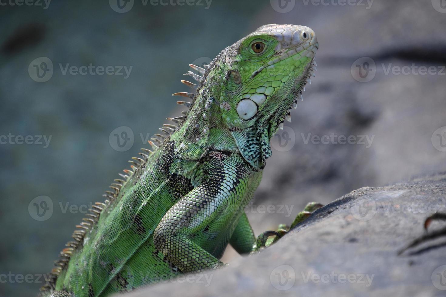 geweldig profiel van een groene leguaanhagedis foto