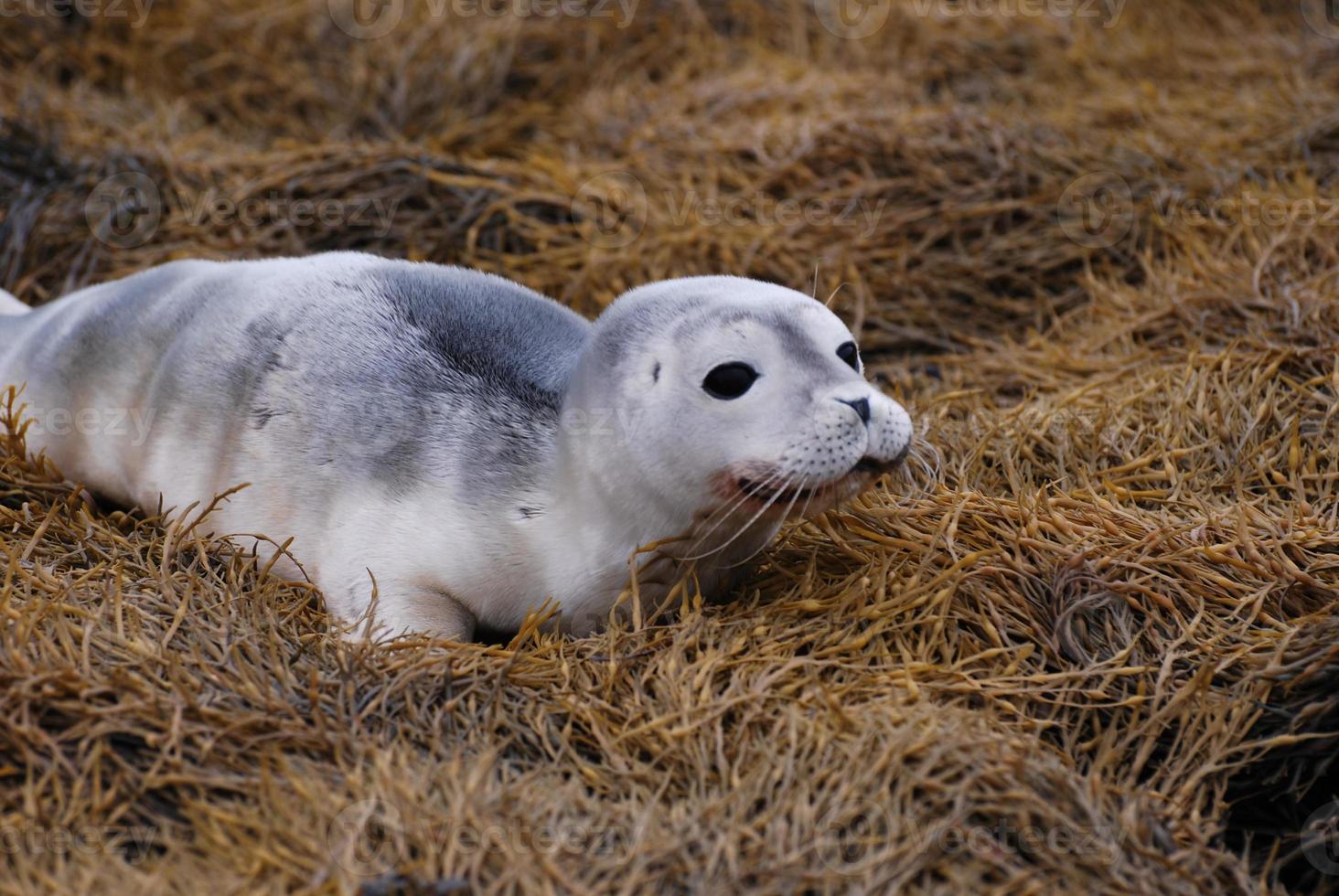 schattige baby zeehond op zeewier foto