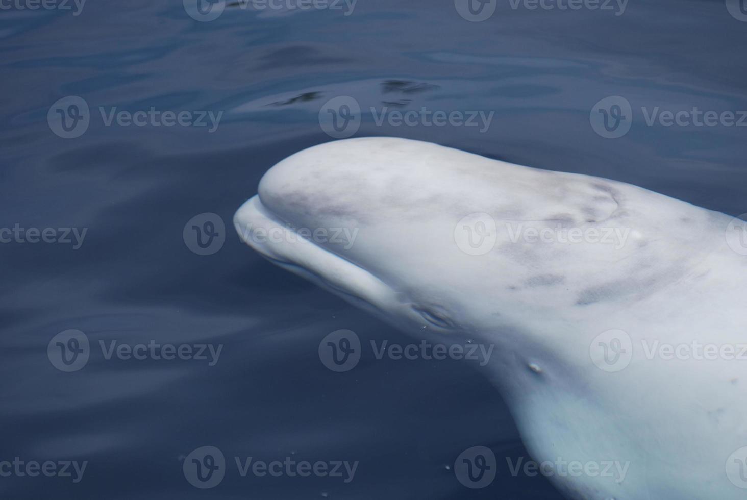 witte walvis die onder het wateroppervlak zwemt foto