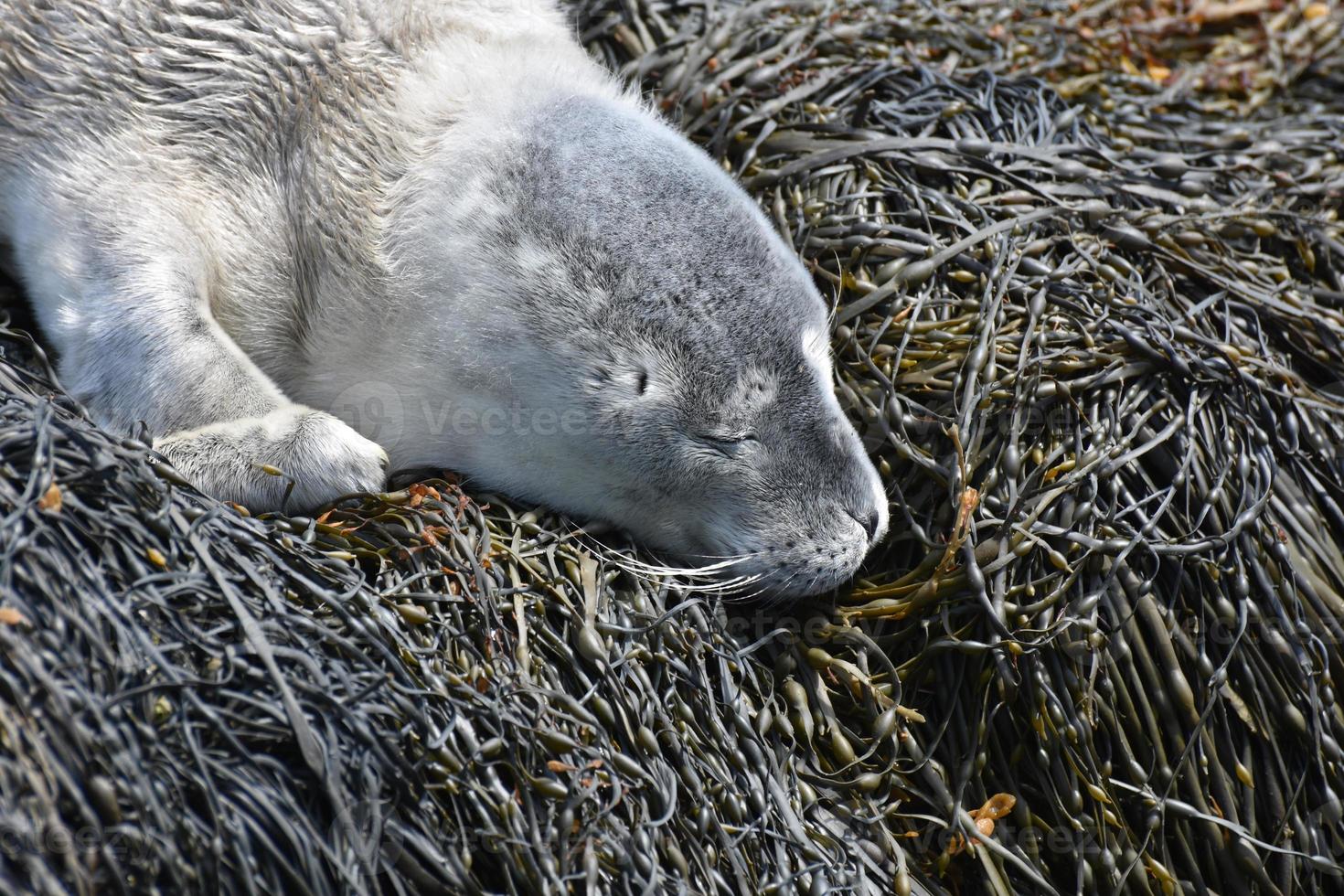 pluizige grijze babyzeehond pup in casco bay maine foto